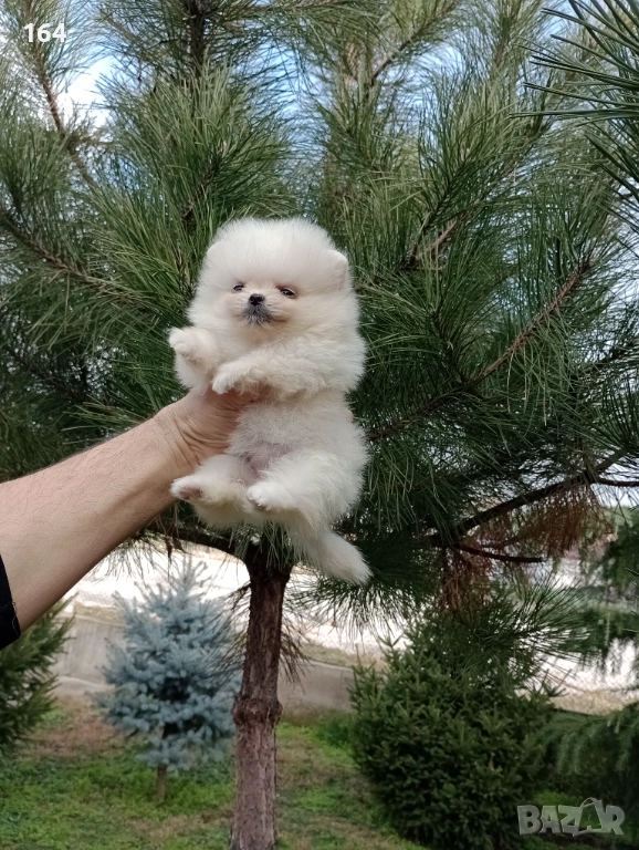 Женски Померани. Реални снимки от 22.12.25 г, снимка 1