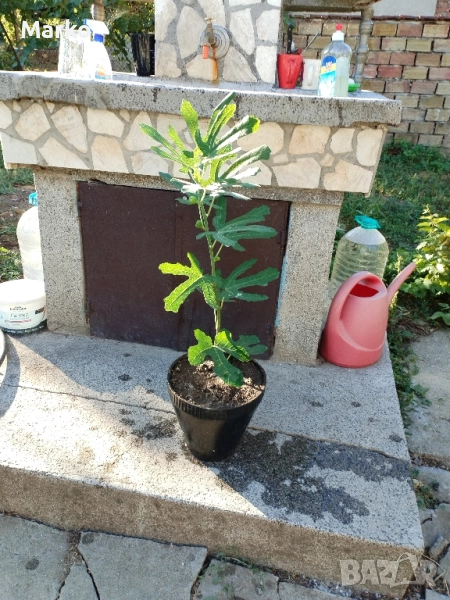 Продавам расад смукиня. , снимка 1