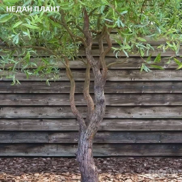 Къдрава Върба, снимка 1