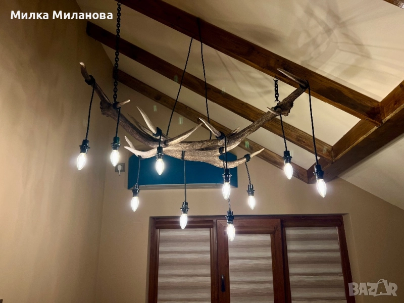 Полилей от рога от елен, снимка 1