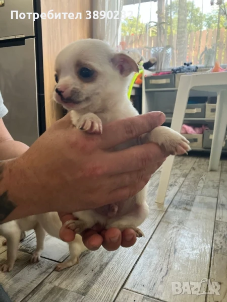 чихуахуа , снимка 1