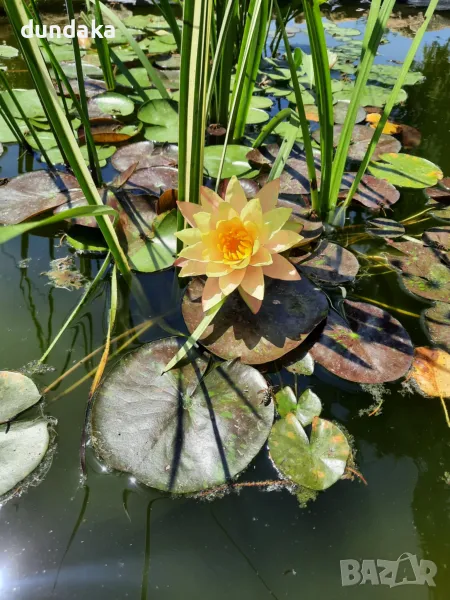 Водни лилии Wanvisa,Alba, снимка 1