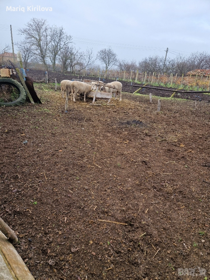 Продавам бременни овце , снимка 1