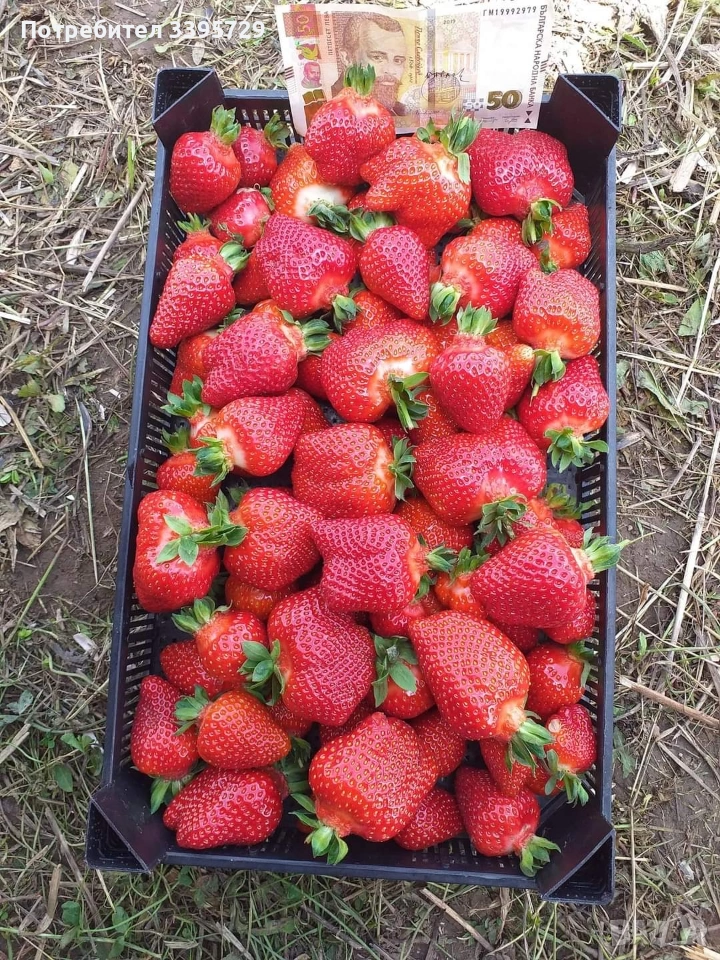 разсад за ягоди само сега не изпускаите шанса запазете си разсад за ягоди 0.30€, снимка 1