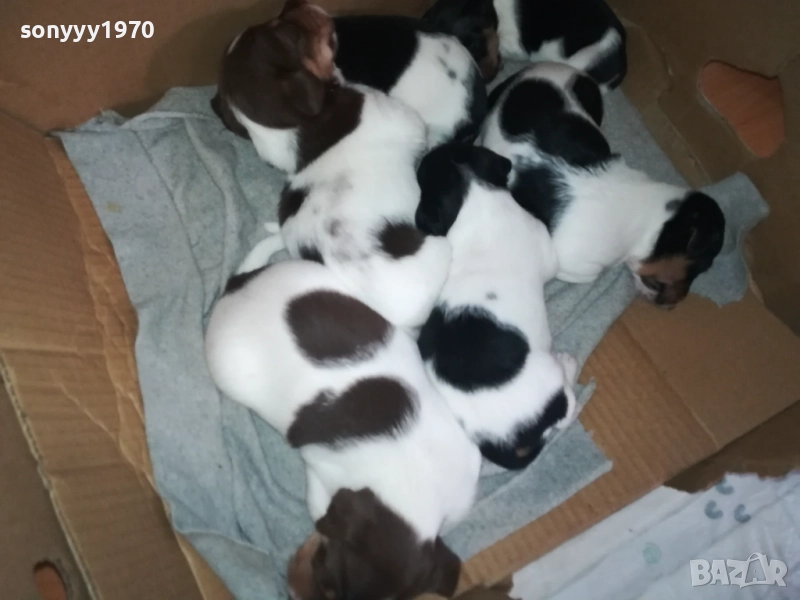 ДЖАК РЪСЕЛ КУЧЕНЦА 250ЛВ ЗА ЕДНО 0609251949, снимка 1