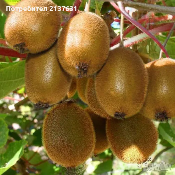 СТУДОУСТОЙЧИВО и САМООПРАШВАЩО КИВИ в контейнер сорт ТСЕХЕЛИДИС , снимка 1