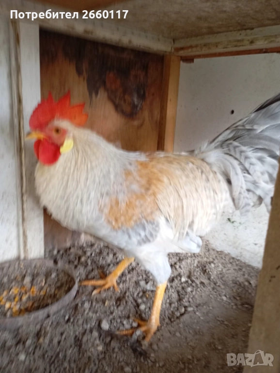 Италиански петел Легхорн, снимка 1