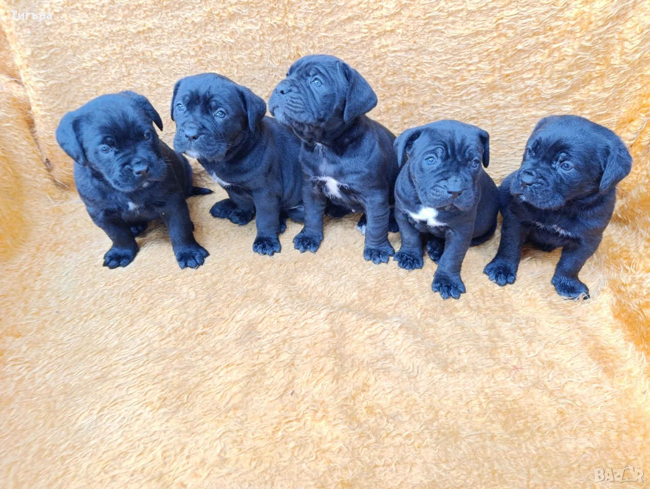 Кане Корсо Италиано , снимка 1