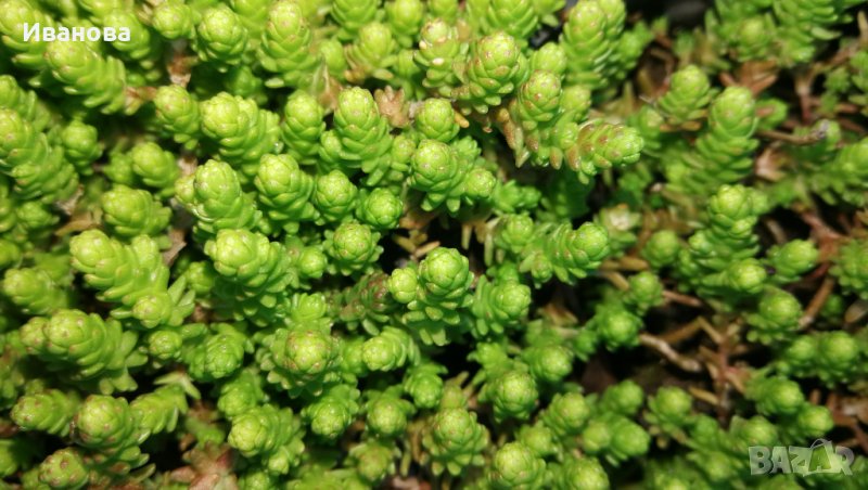 Фин седум 2, снимка 1