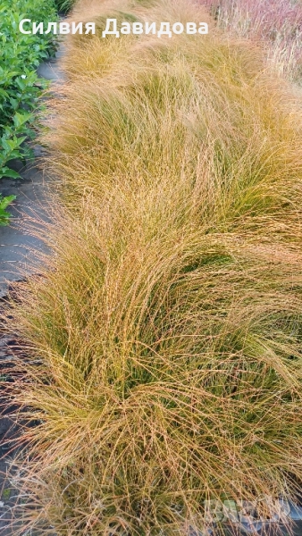 Карекс Прериен огън , снимка 1