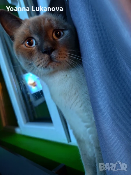 Британска късокосместа мъжка котка, снимка 1