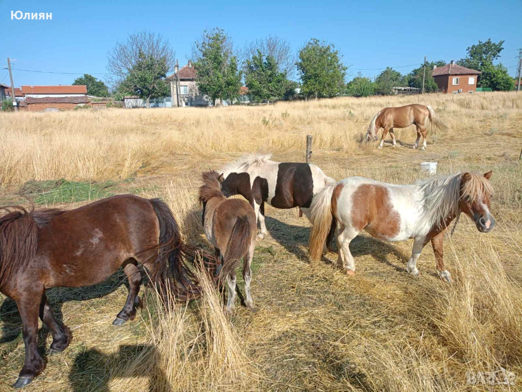 Продавам понита и коне, снимка 1