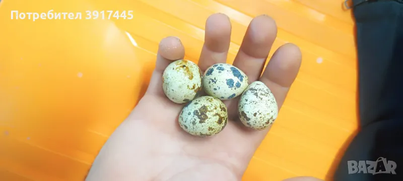 Пъдпъдъчи яйца 12бр. 4лв, снимка 1