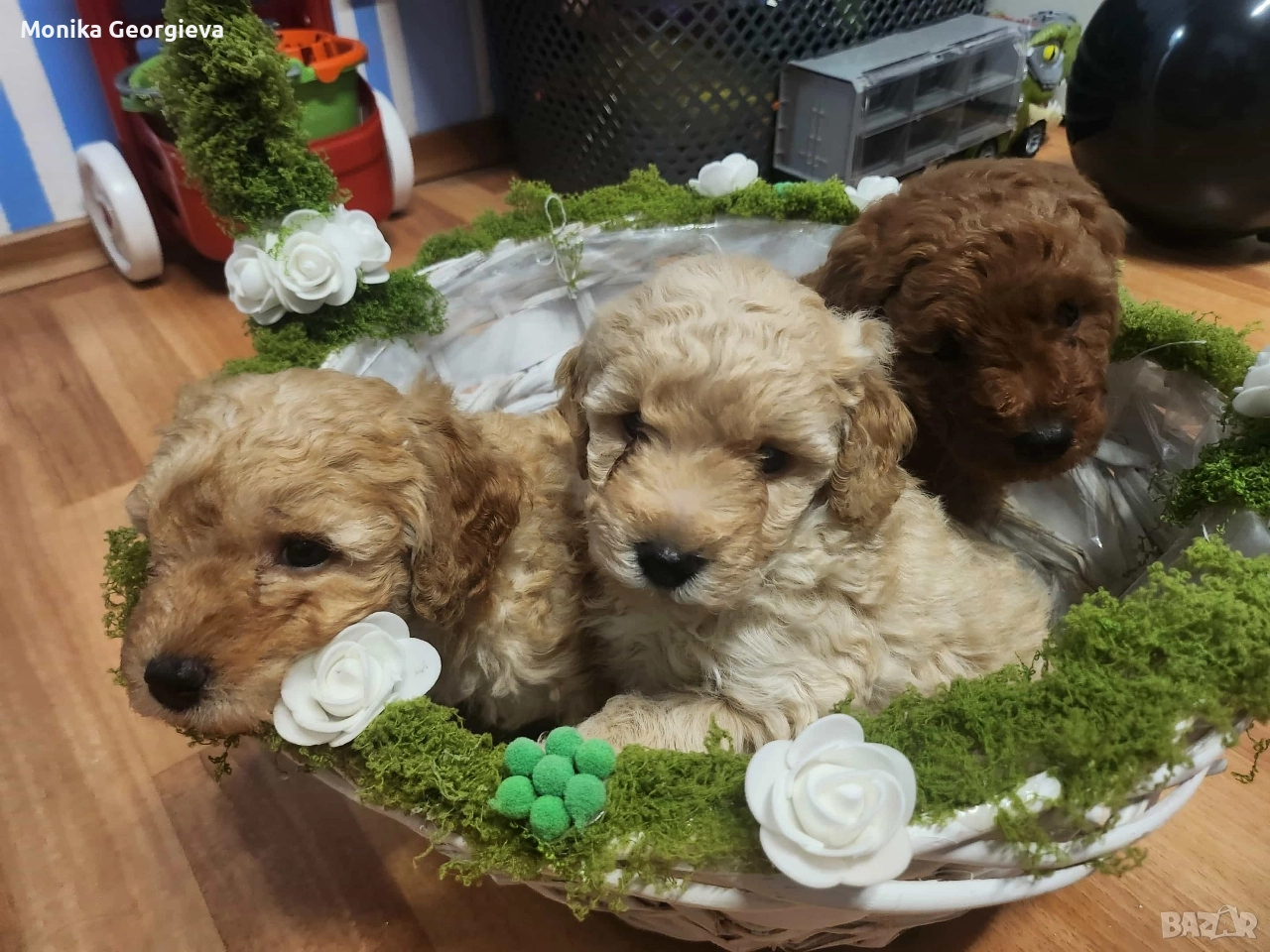 Продавам Пуделчета , снимка 1