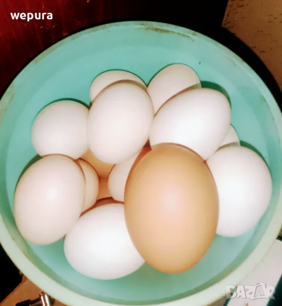 Яйца от японски кокошки за консумация и люпене, снимка 1