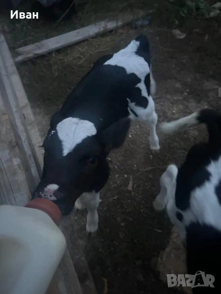 Телета, снимка 1