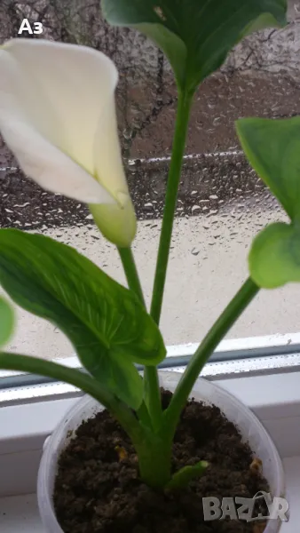 Продавам цветя Кала, снимка 1