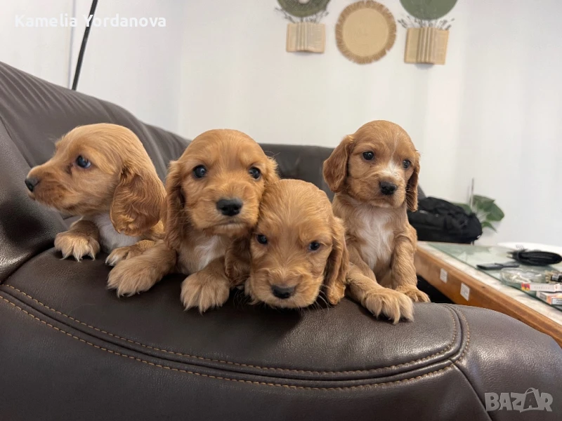 Кокер шпаньоли, снимка 1