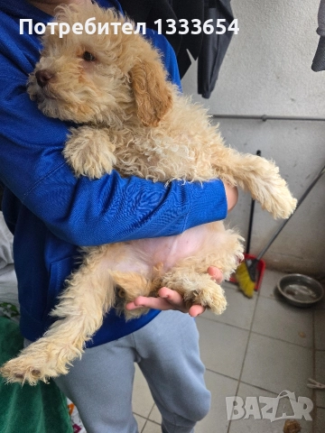 Лагото Романьоло, снимка 4 - Други - 52683367