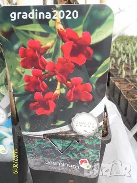 Жасмин - Студоустойчив, снимка 6 - Разсади - 49214945