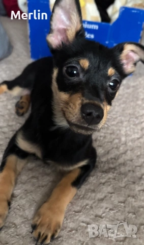 Подарявам мъжко пинчер на 4 месеца, снимка 2 - Акита - 53592007