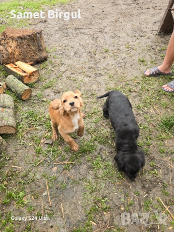 Prodavam koker na tiring meseca Jenson ima vaksa namirase v selo pet mogili oblas sumen t 0892773368, снимка 8 - Кокер шпаньол - 52920774