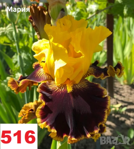 Сортови вискоки ириси /брадати ириси, снимка 7 - Градински цветя и растения - 51459407