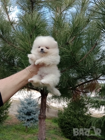 Женски Померани. Реални снимки от 22.12.25 г