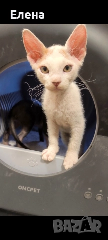 Донски сфинкс с родословие, снимка 6 - Сфинксове - 52185858