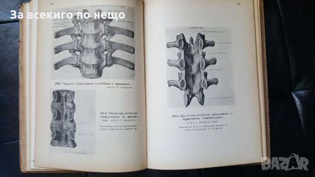 анатомически атлас Том 1 Вернер Шпалтехолц, снимка 1 - Специализирана литература - 28222539