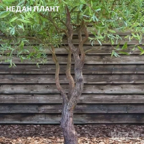 Къдрава Върба