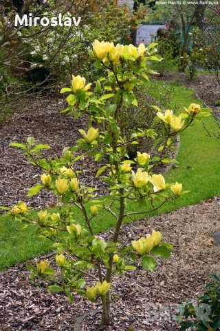 Магнолия(Златна мечта), снимка 8 - Градински цветя и растения - 40587674