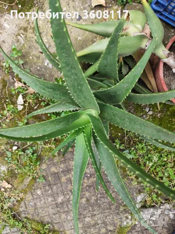 алое , снимка 2 - Стайни растения - 49662444