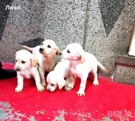 продавам лабрадори ОСТАНАХА САМО ЖЕНСКИ , снимка 2 - Лабрадор ретривър - 52679704