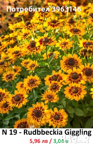 ГРАДИНСКИ Многогодишни Цветя., снимка 9 - Градински цветя и растения - 51078764