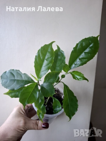 Асистасия, asystasia-bella, macaya bella, снимка 2 - Стайни растения - 53294465