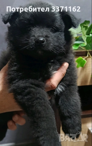  Померан шпиц, снимка 3 - Померан - 53540255