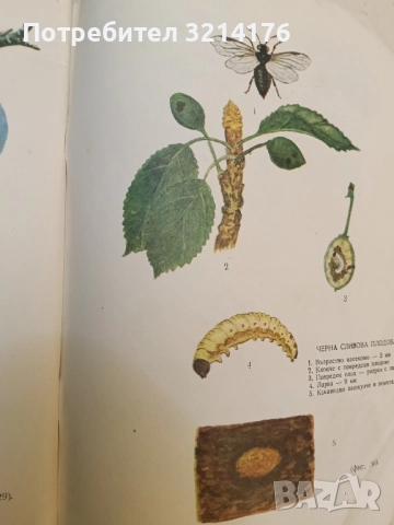 Болести и неприятели по овощните дървета и борбата с тях - Спас Иванов, снимка 4 - Специализирана литература - 52374899