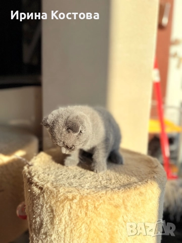 Малки клепоухи Британчета, снимка 7 - Британска късокосместа - 52920418