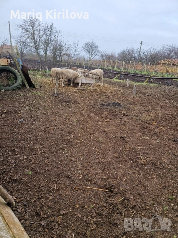 Продавам бременни овце 