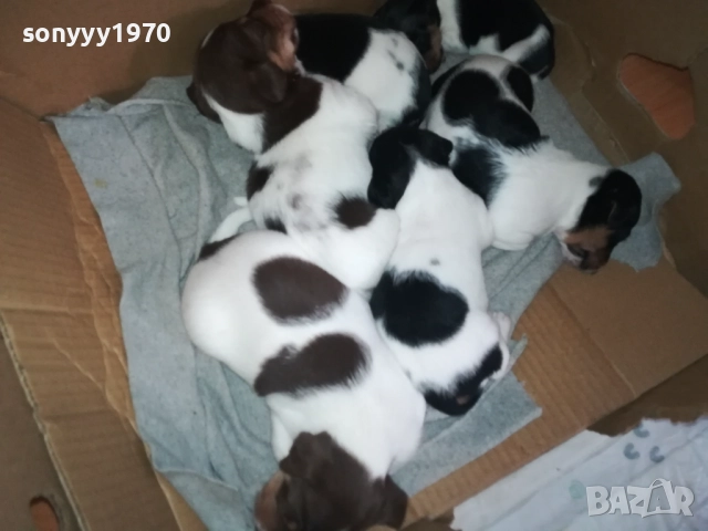 ДЖАК РЪСЕЛ КУЧЕНЦА 250ЛВ ЗА ЕДНО 0609251949