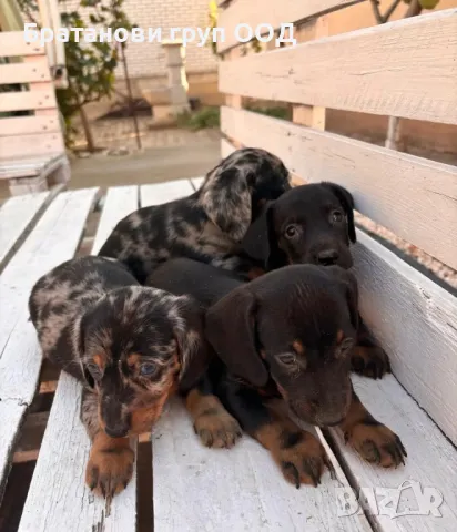 Мини Дакели блу и ред мерле, снимка 4 - Дакели - 47407299