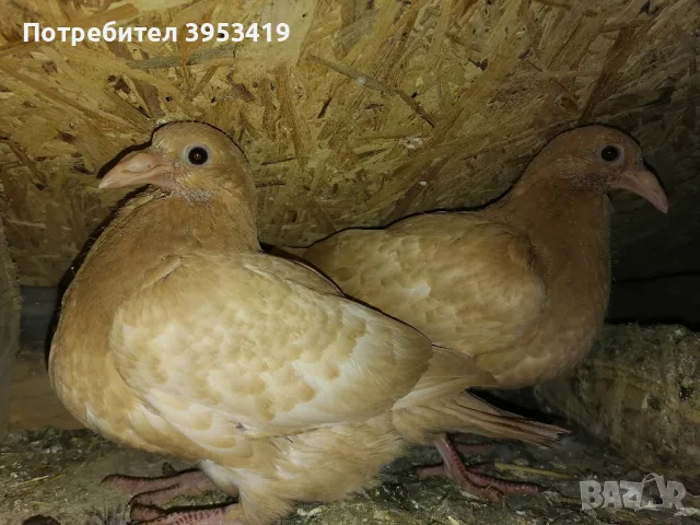 100% meulemans -спортни гълъби, снимка 3 - Гълъби - 49208770