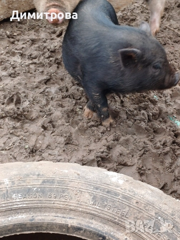 Разменям виетнамски прасета за други животни или зърно, снимка 6 - Прасета - 52406042