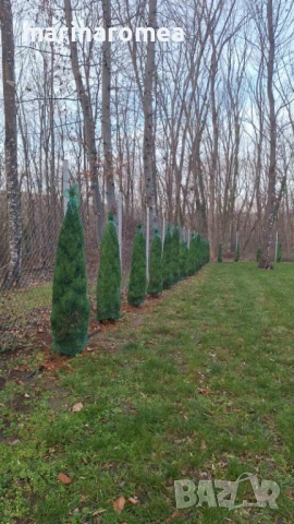 Мрежа за туя (мрежи за туи), снимка 6 - Градинска техника - 27006780