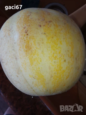 Семена домати и други зеленчуци , снимка 13 - Сортови семена и луковици - 51342295