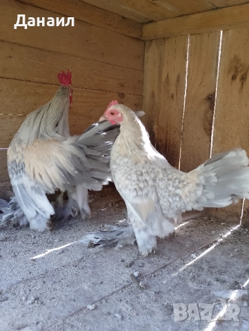 Холандска гащата, снимка 4 - други­ - 52245765