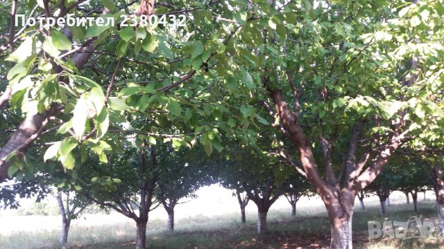 Овощна градина череши от собственик, снимка 6 - Земеделска земя - 26207054