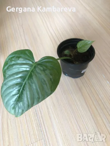 Philodendron Sodiroi , снимка 2 - Стайни растения - 49514517