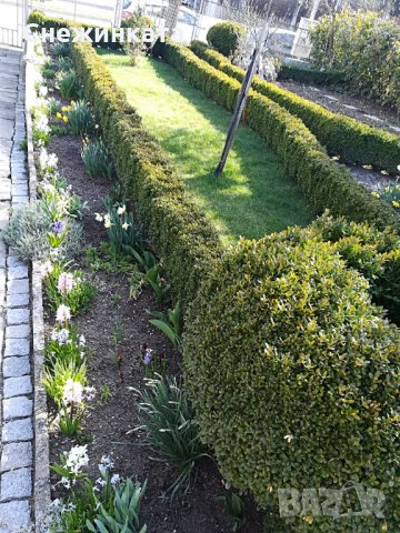 Чемшири за красиви градини, снимка 2 - Градински цветя и растения - 32554054